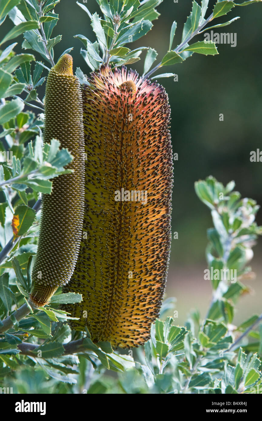 Banksia epica bud and flower spike cultivated plant Banksia Farm Mt Barker Western Australia September Stock Photo