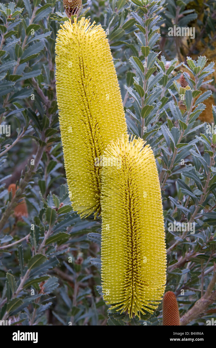 Cut-leaf Banksia Banksia praemorsa yellow form inflorescence cultivated