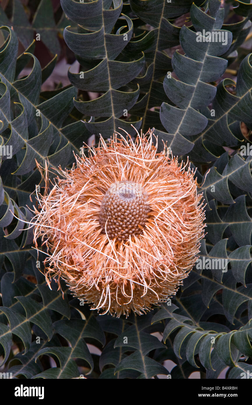 Bull Banksia Banksia grandis fruiting cone in early stages of development Banksia Farm Mt Barker Western Australia September Stock Photo