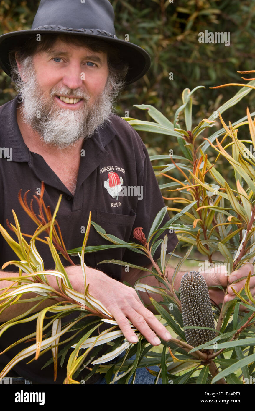 Kevin Collins with Dallachy's Blue or Hinchinbrook Banksia (Banksia plagiocarpa) flower spike in bud and new leaves Australia Stock Photo
