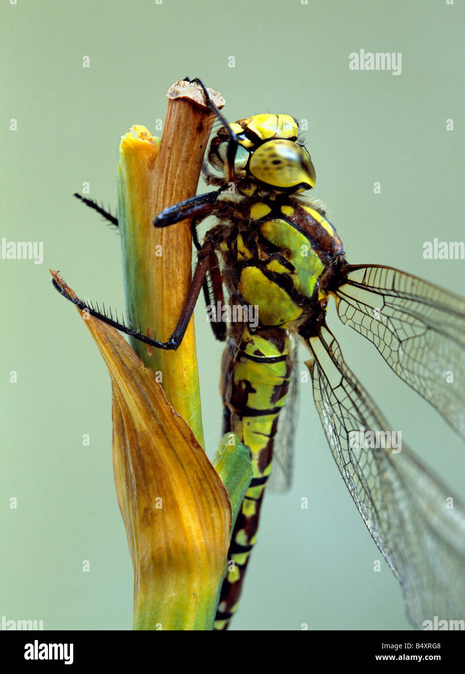 Southern hawker Dragonfly, Aeshna cyanea, female. Kent, Southern England, UK. Stock Photo