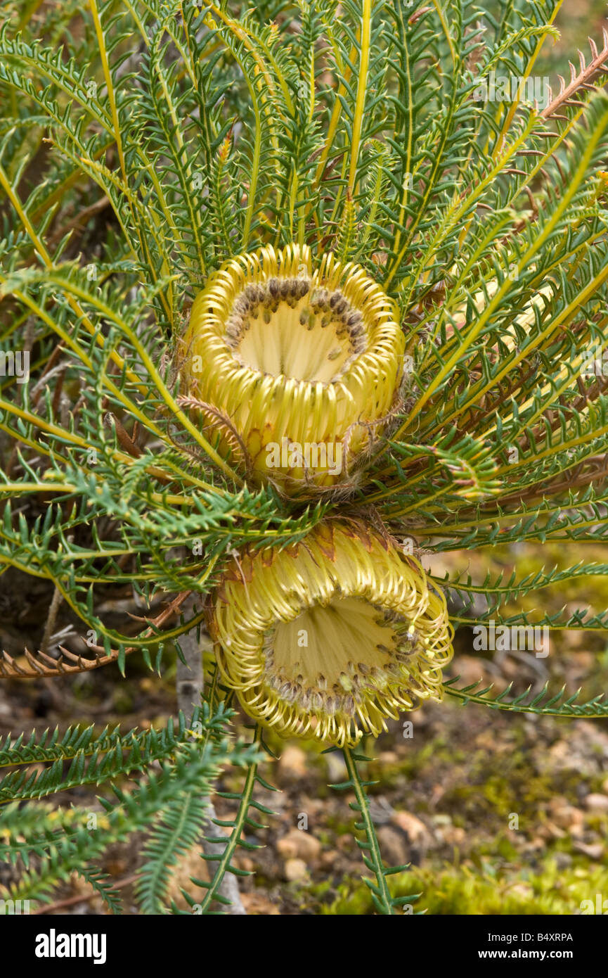 Fern-leaf Banksia (Banksia arctotidis) flowering Banksia Farm Mt