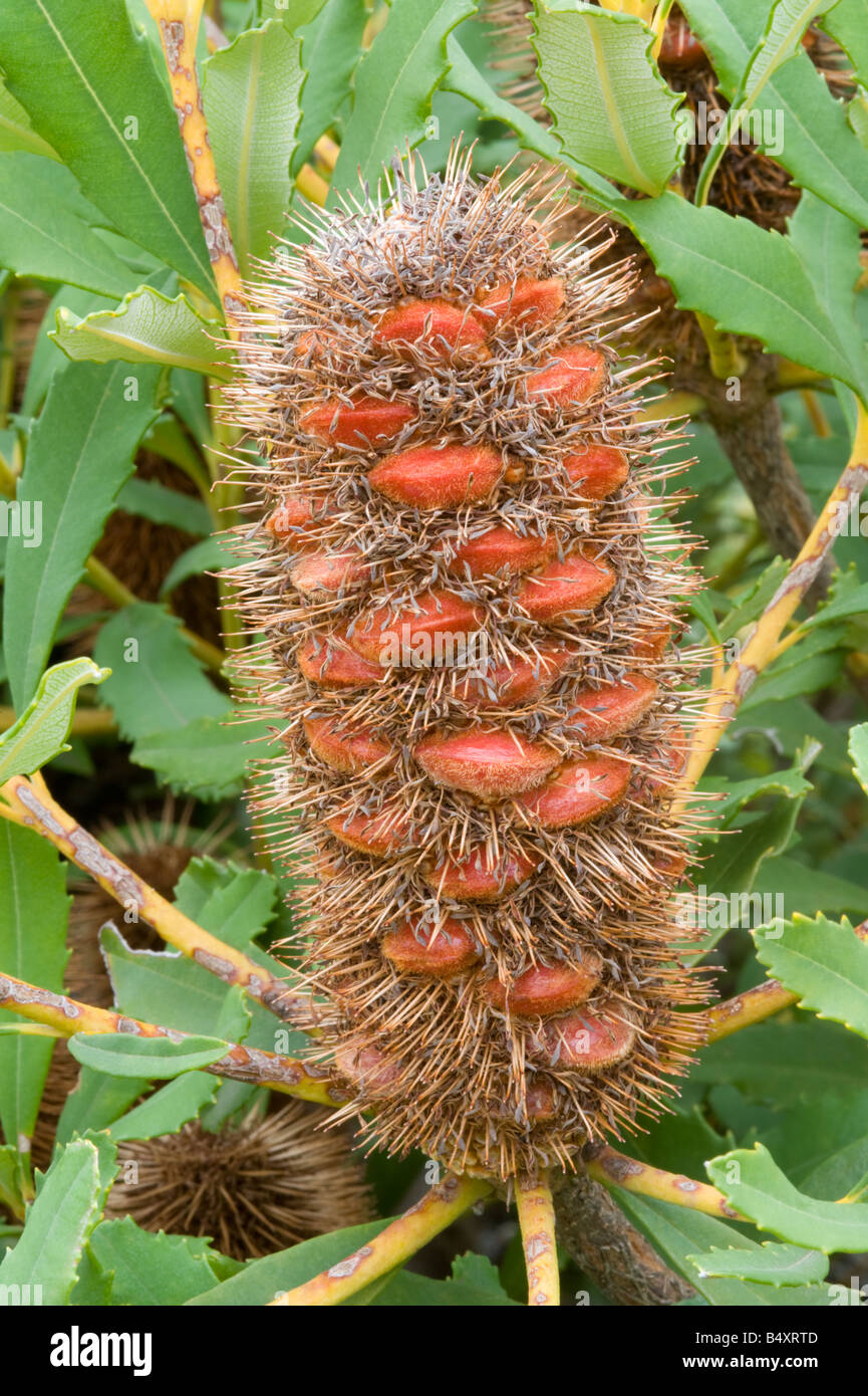 Swamp or Marsh Banksia Banksia paludosa fruiting cone cultivated plant Banksia Farm Mt Barker Western Australia September Stock Photo