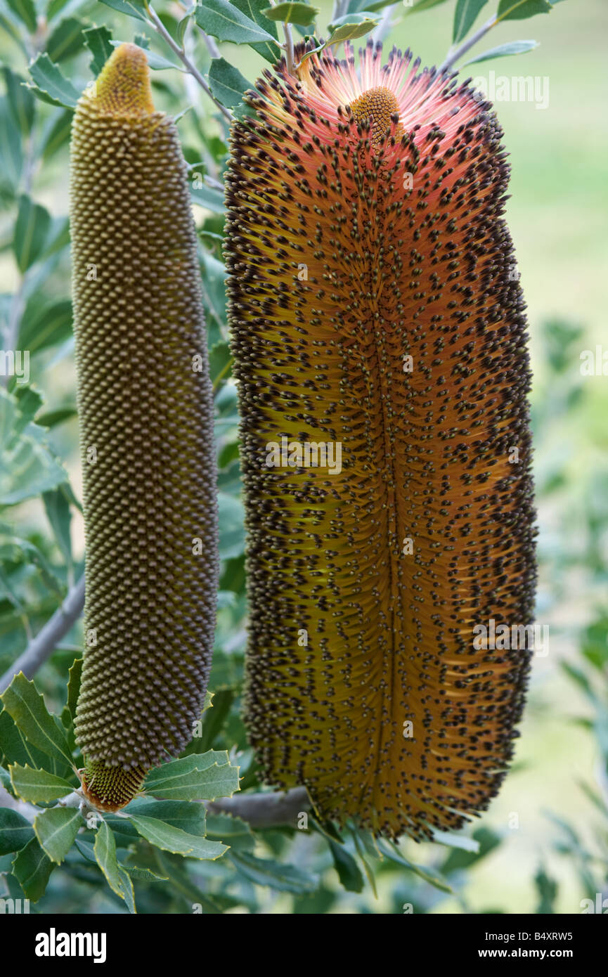 Banksia epica flower spike in different stages of development cultivated plant Farm Mt Barker Western Australia September Stock Photo