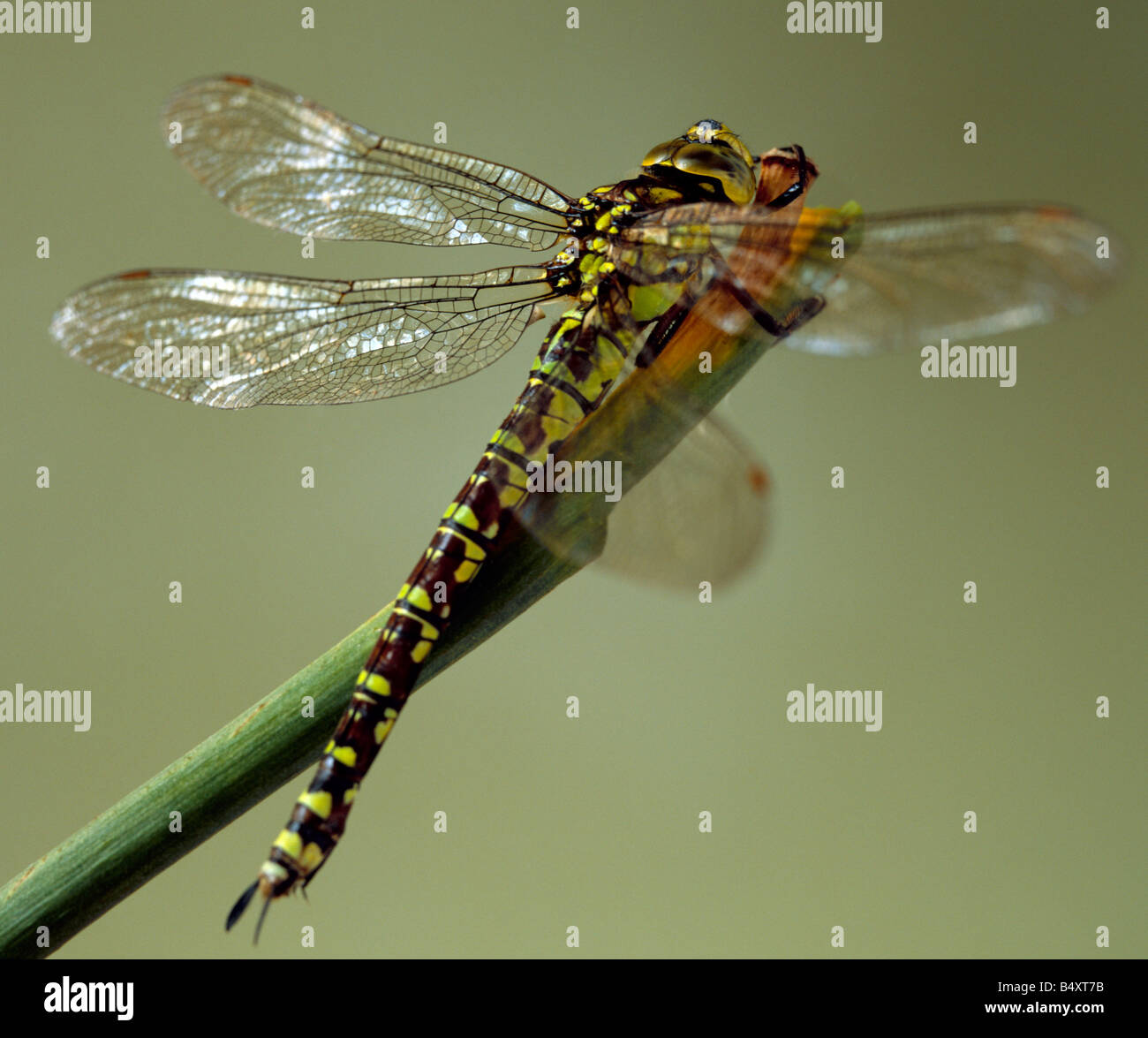 Southern hawker Dragonfly, Aeshna cyanea, female. Kent, Southern England, UK. Stock Photo