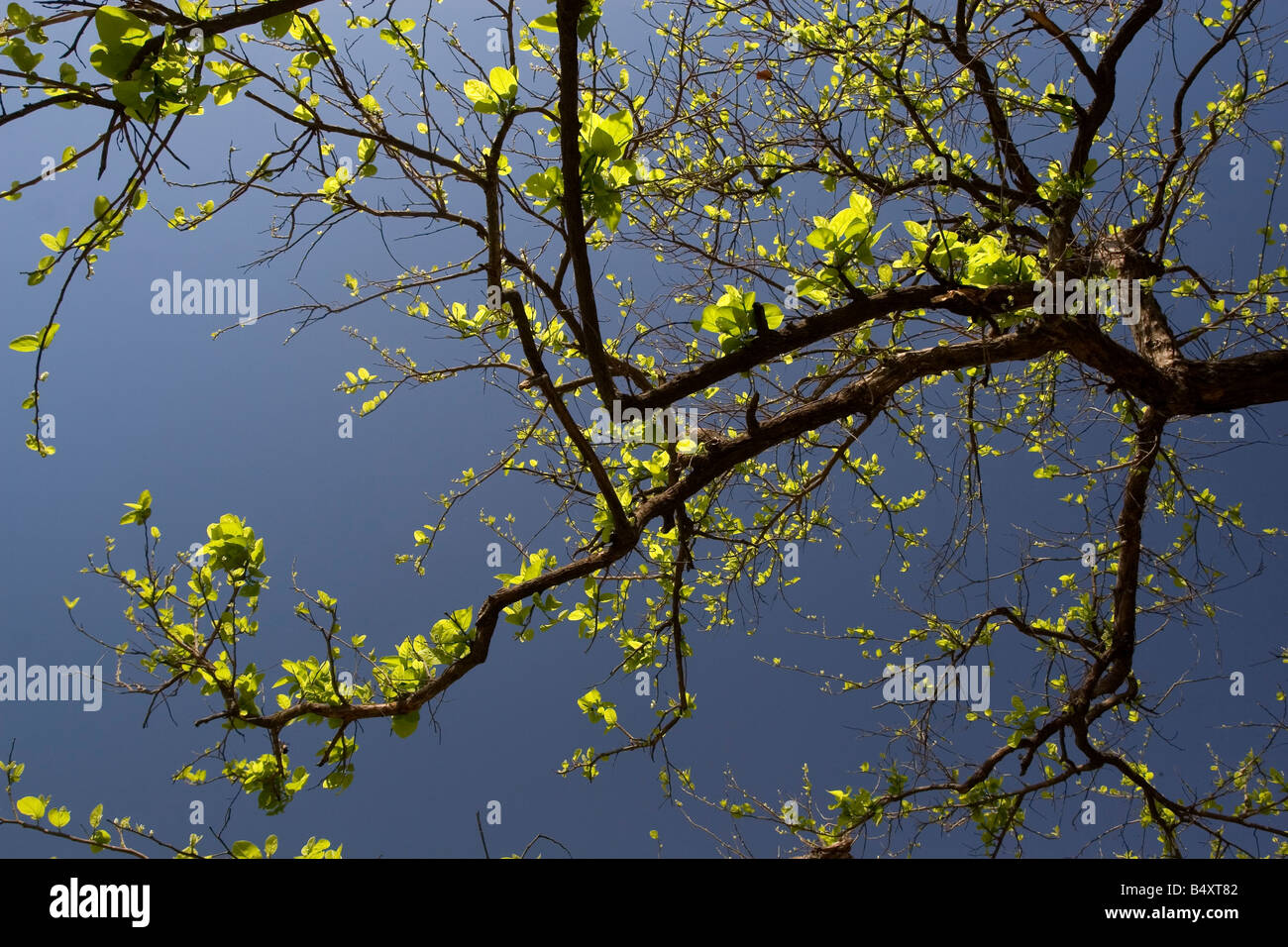 Spring season in india hires stock photography and images Alamy