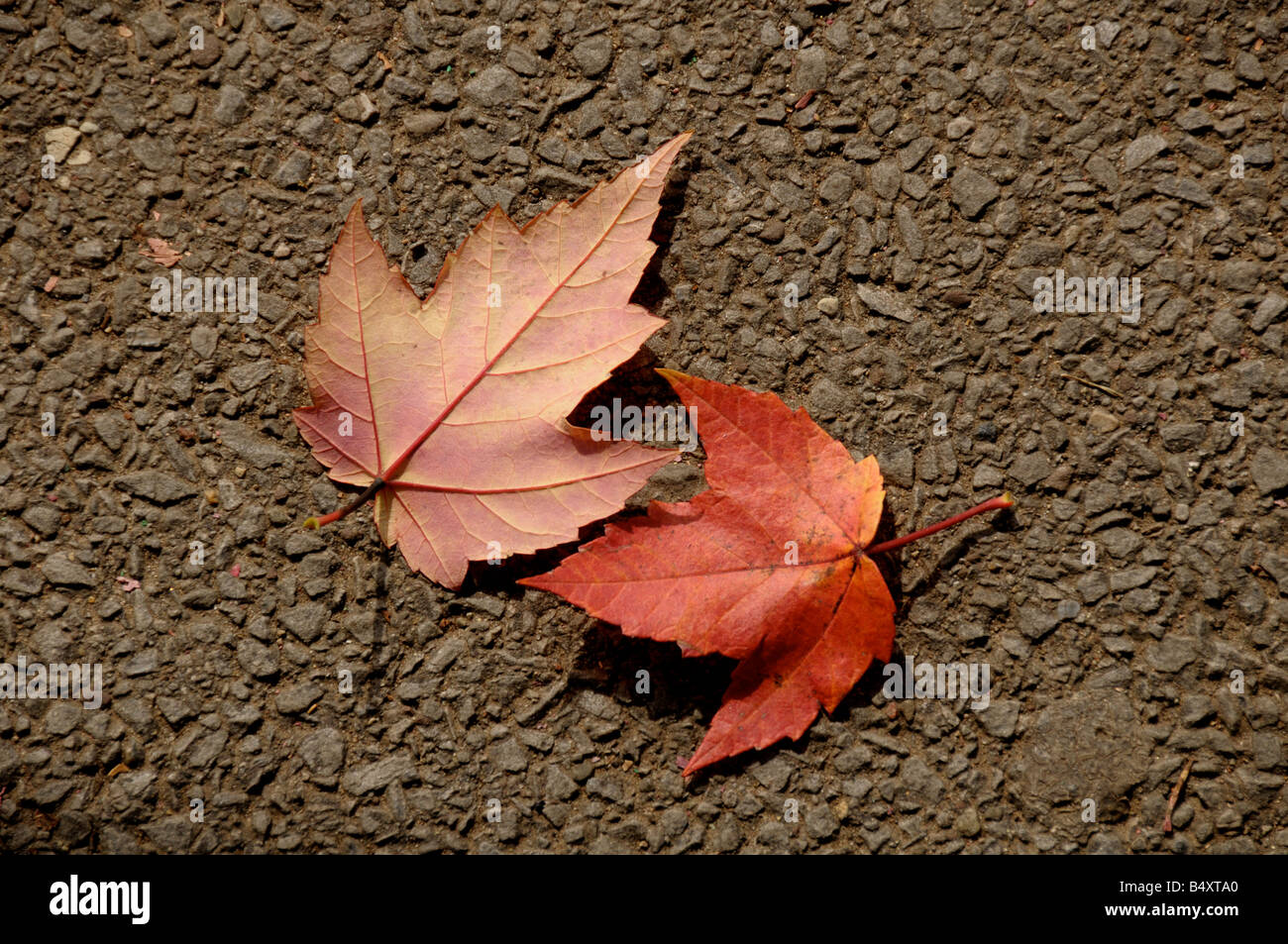 Maple maple maple maple leafs hi-res stock photography and images - Alamy