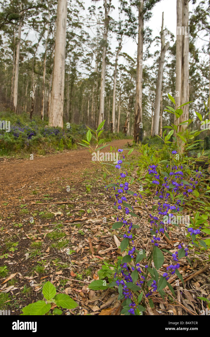 Karri Eucalyptus diversicolor forest of Porongurup National Park Western Australia September Stock Photo