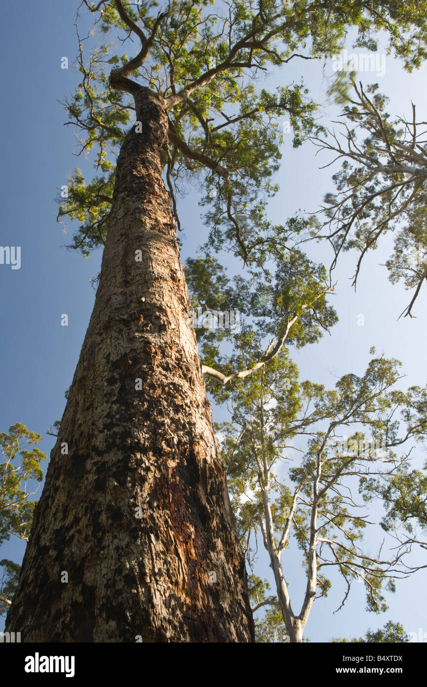 Karri Eucalyptus diversicolor trunk and branches reaching to the sky