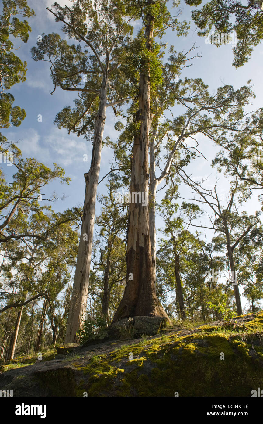 Karri Tree Stock Photos & Karri Tree Stock Images - Alamy