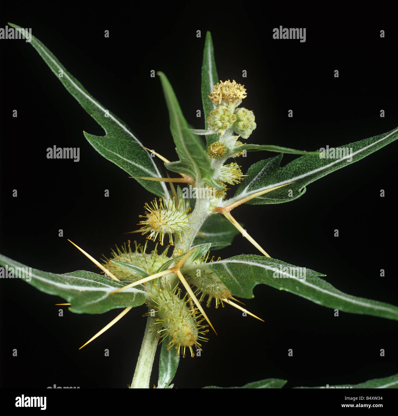 Spiny cocklebur Xanthium spinosum flower Stock Photo