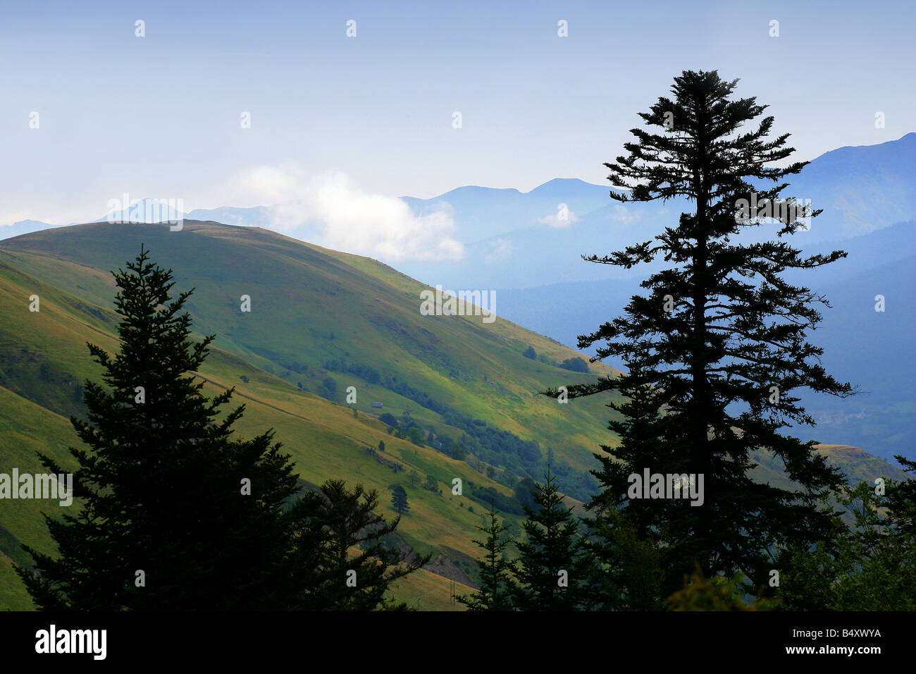 Silhouette of tree with mountains in background Stock Photo - Alamy