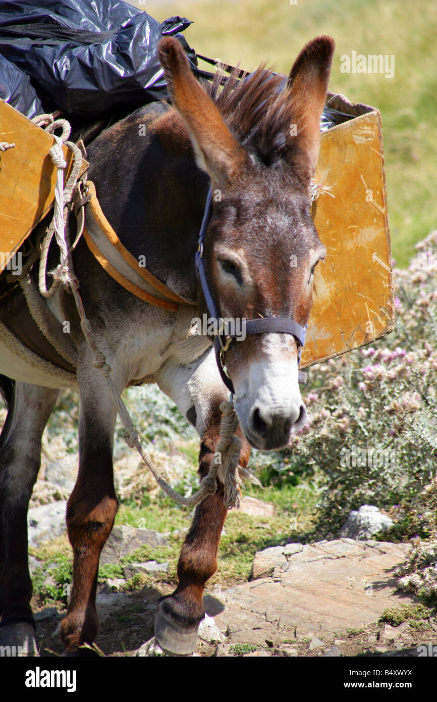 Donkey carrying loads, close-up Stock Photo - Alamy