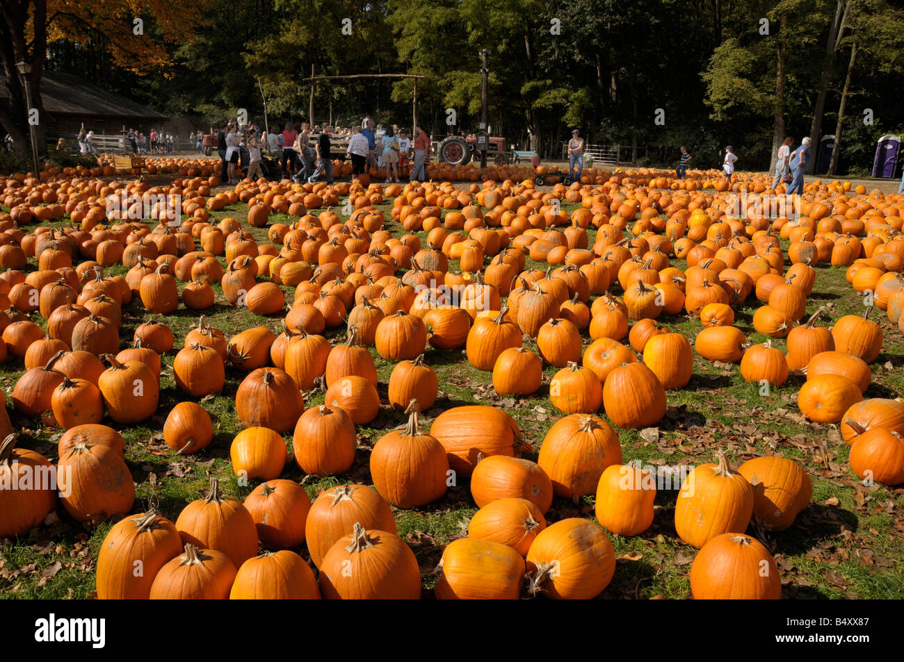Halloween pumpkin sale at farm market, NY State, USA Stock Photo Alamy