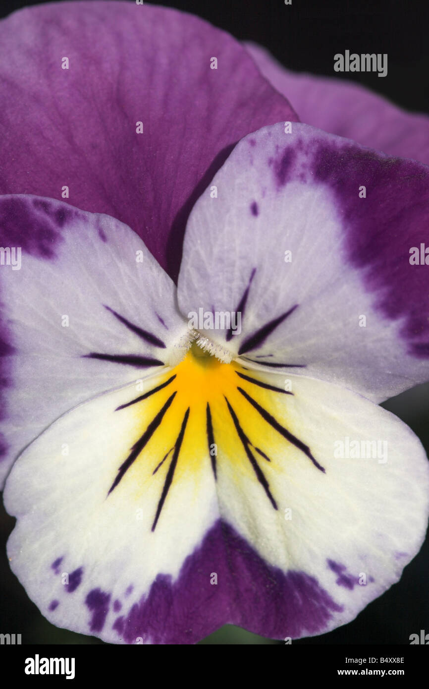 Portrait of a winter flowering purple & yellow Viola tricolor close up