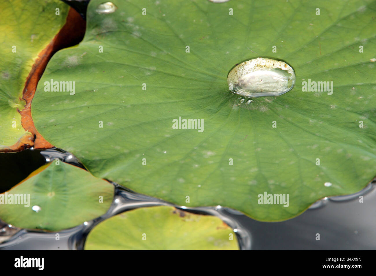 Lotus pads float on lake Stock Photo Alamy