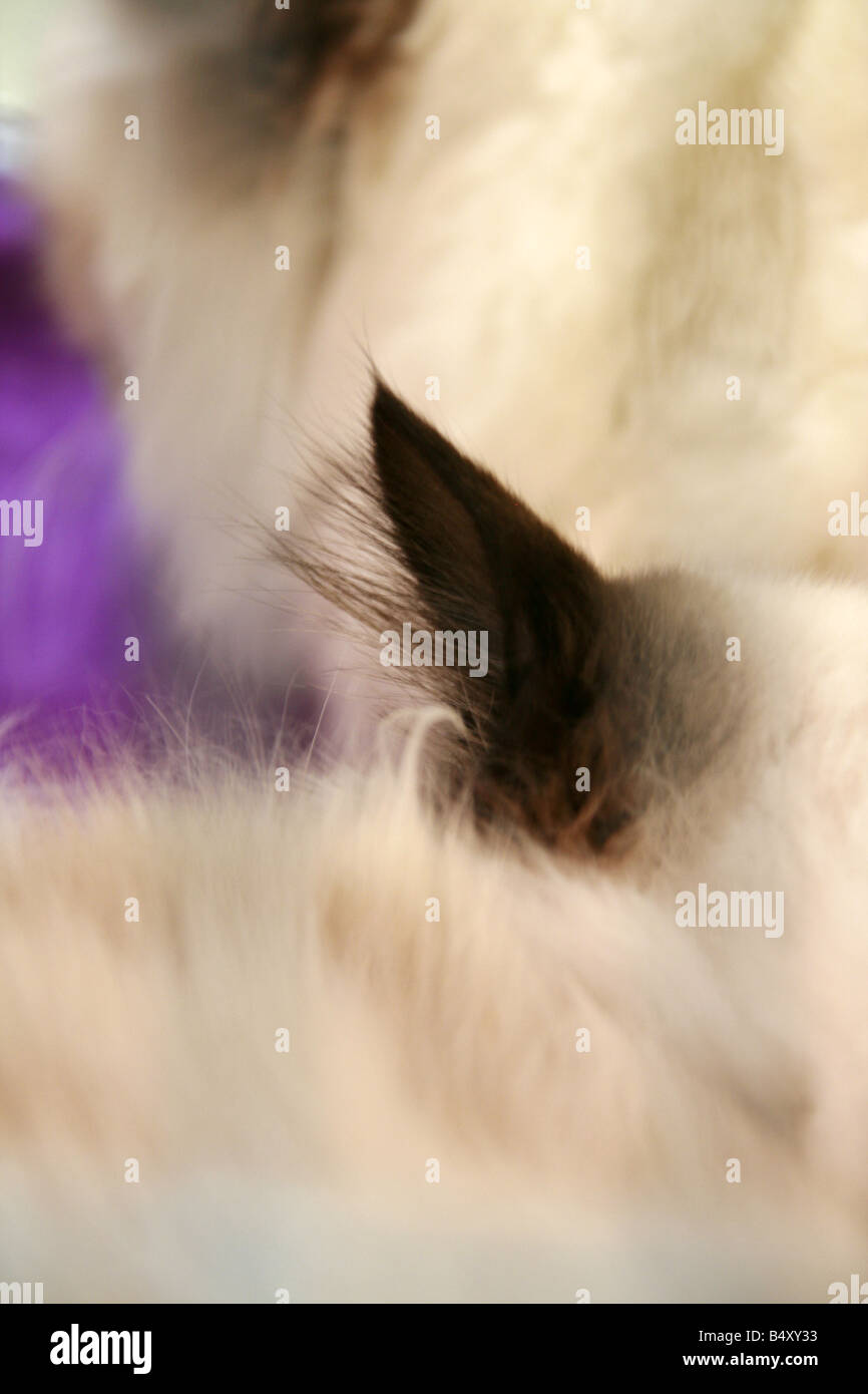 cute tired cat sleeping in cage at cat show in rome Stock Photo