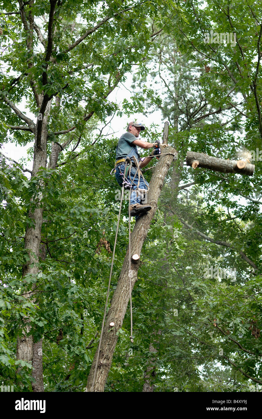 A tree surgeon removing an Oak tree Stock Photo Alamy