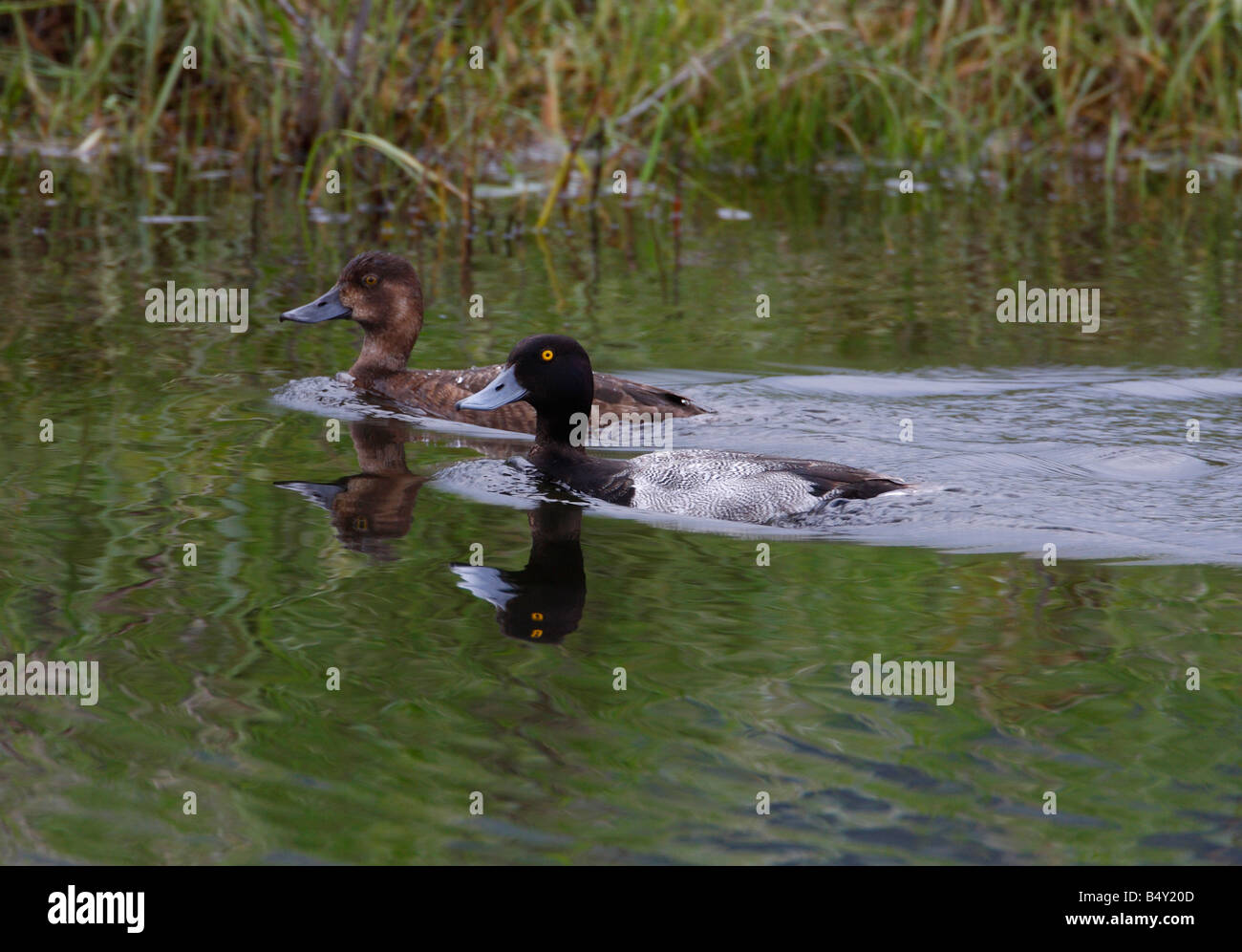 Lesser Scaup Aythya affinis male & female on river near Roosevelt Yellowstone Park in July Stock Photo