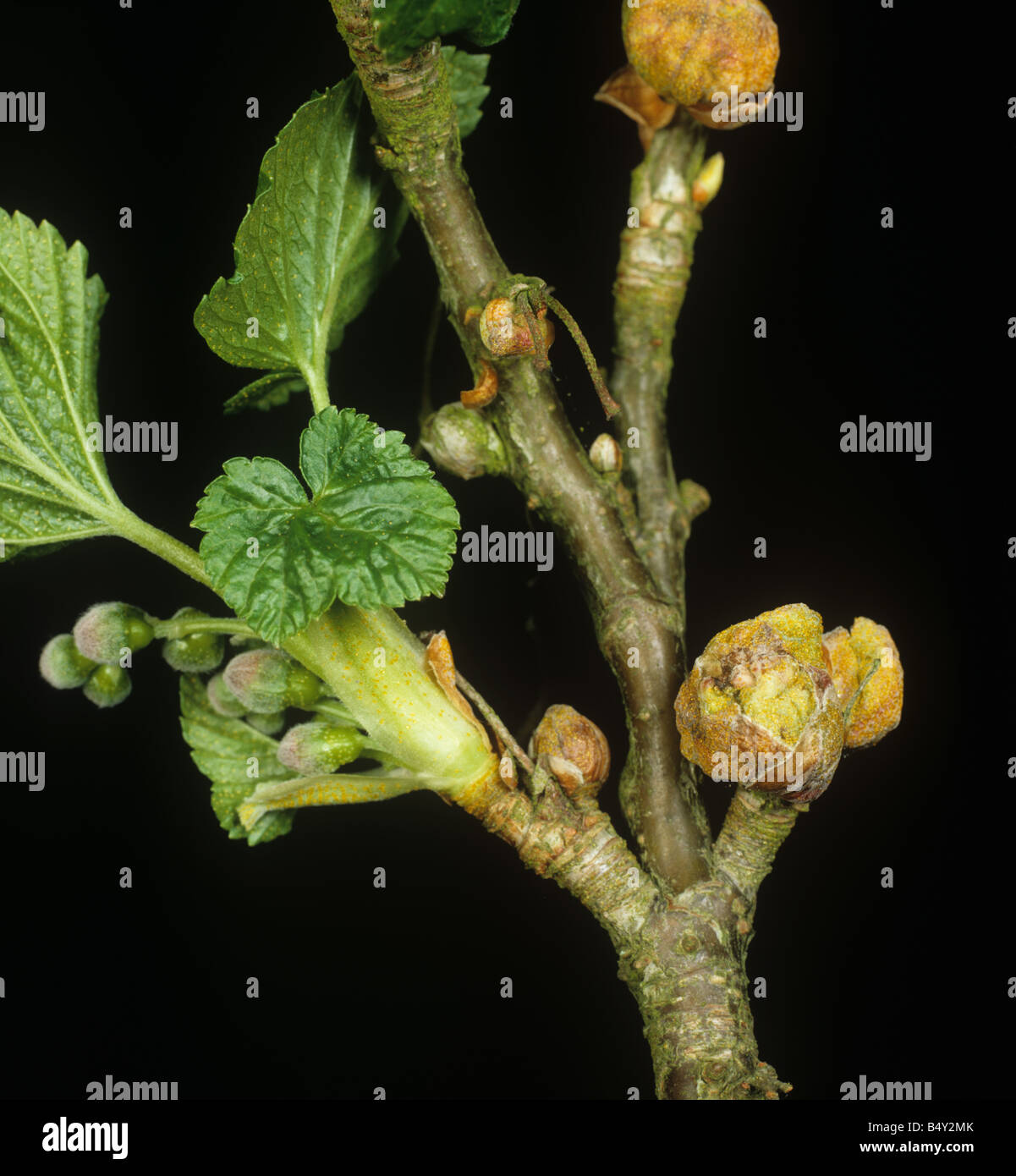 Blackcurrant gall mite Cecidophyopsis ribis big bud damage to blackcurrant shoot Stock Photo