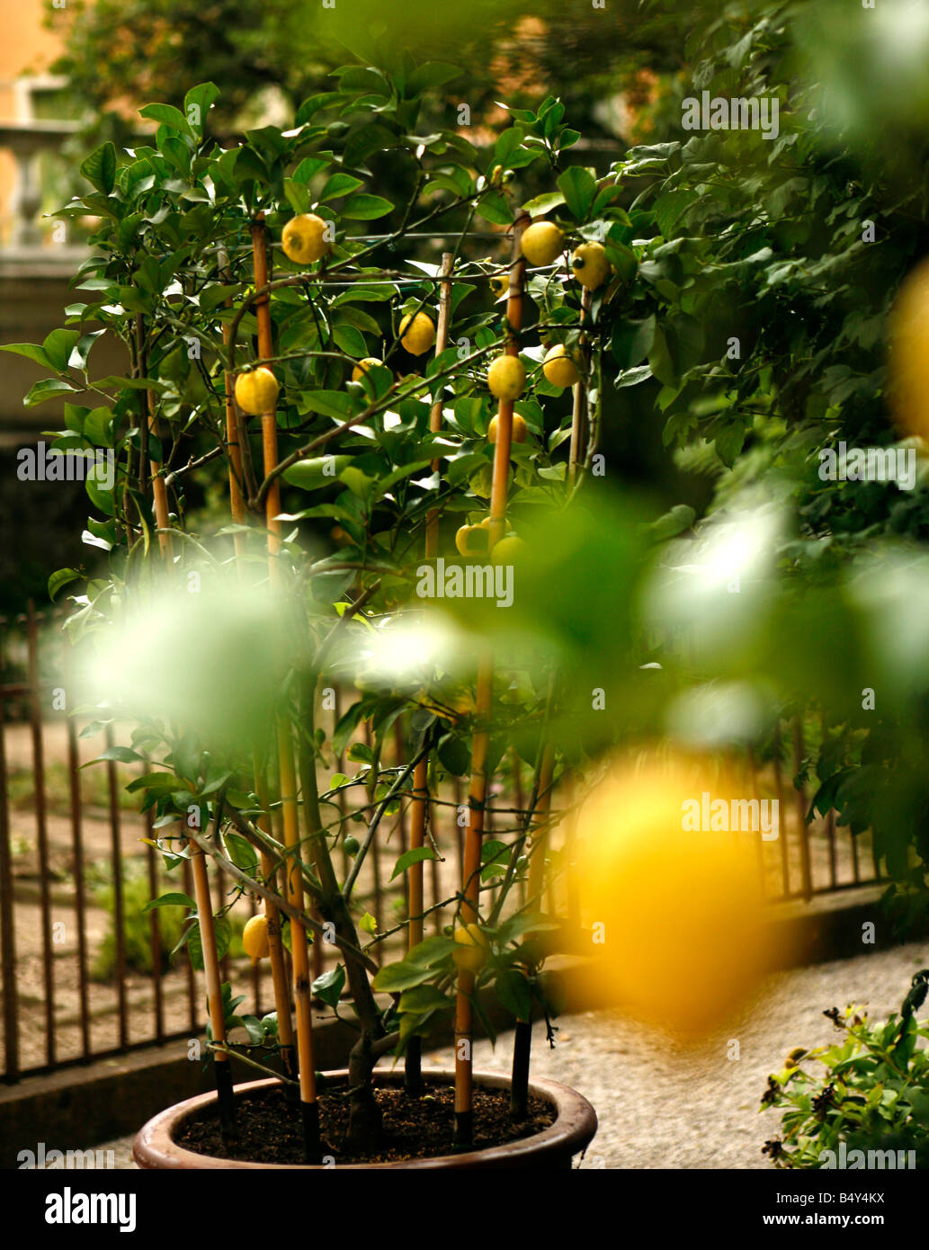 lemon trees,orto botanico di padova,the world's oldest academic botanical garden,padua,veneto,italy Stock Photo