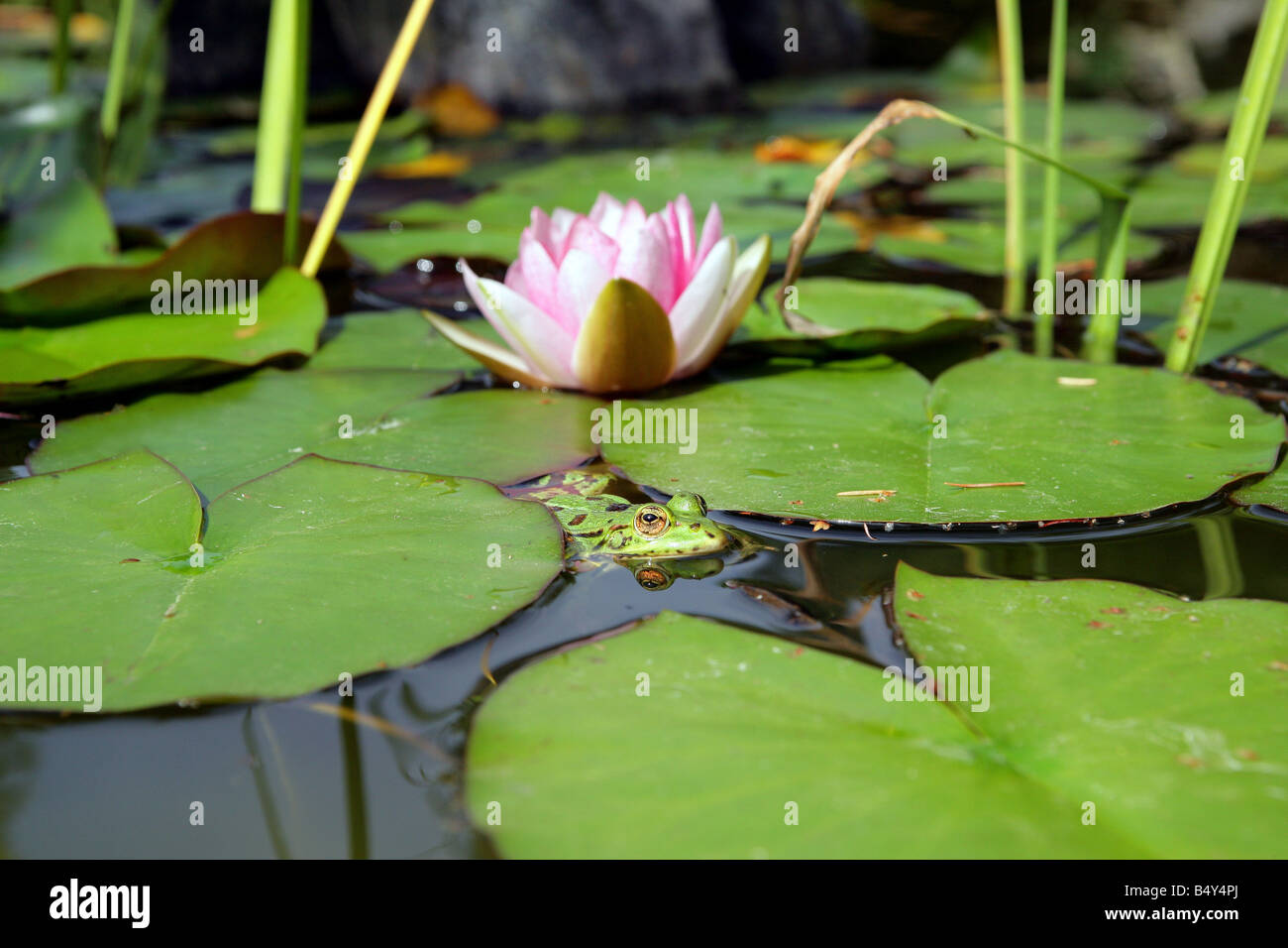 water lilies and frog Stock Photo Alamy