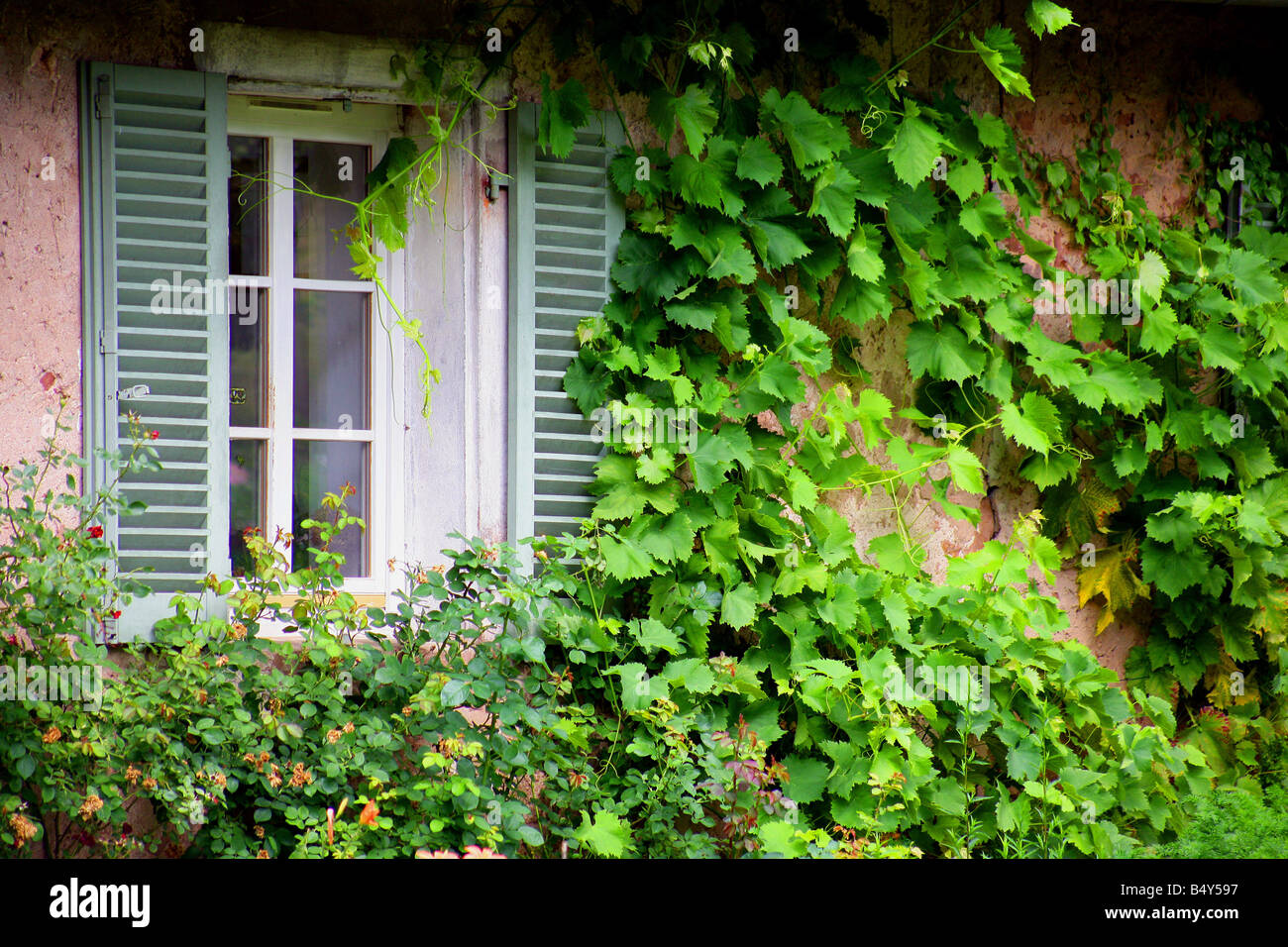 Creepers and plants on house Stock Photo Alamy