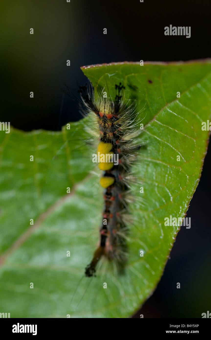 Vapourer caterpillar Orgyia antiqua Stock Photo