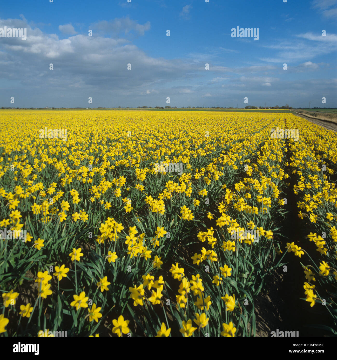 Flowering commercial daffodil Narcissus crop in the Lincolnshire fens Stock Photo