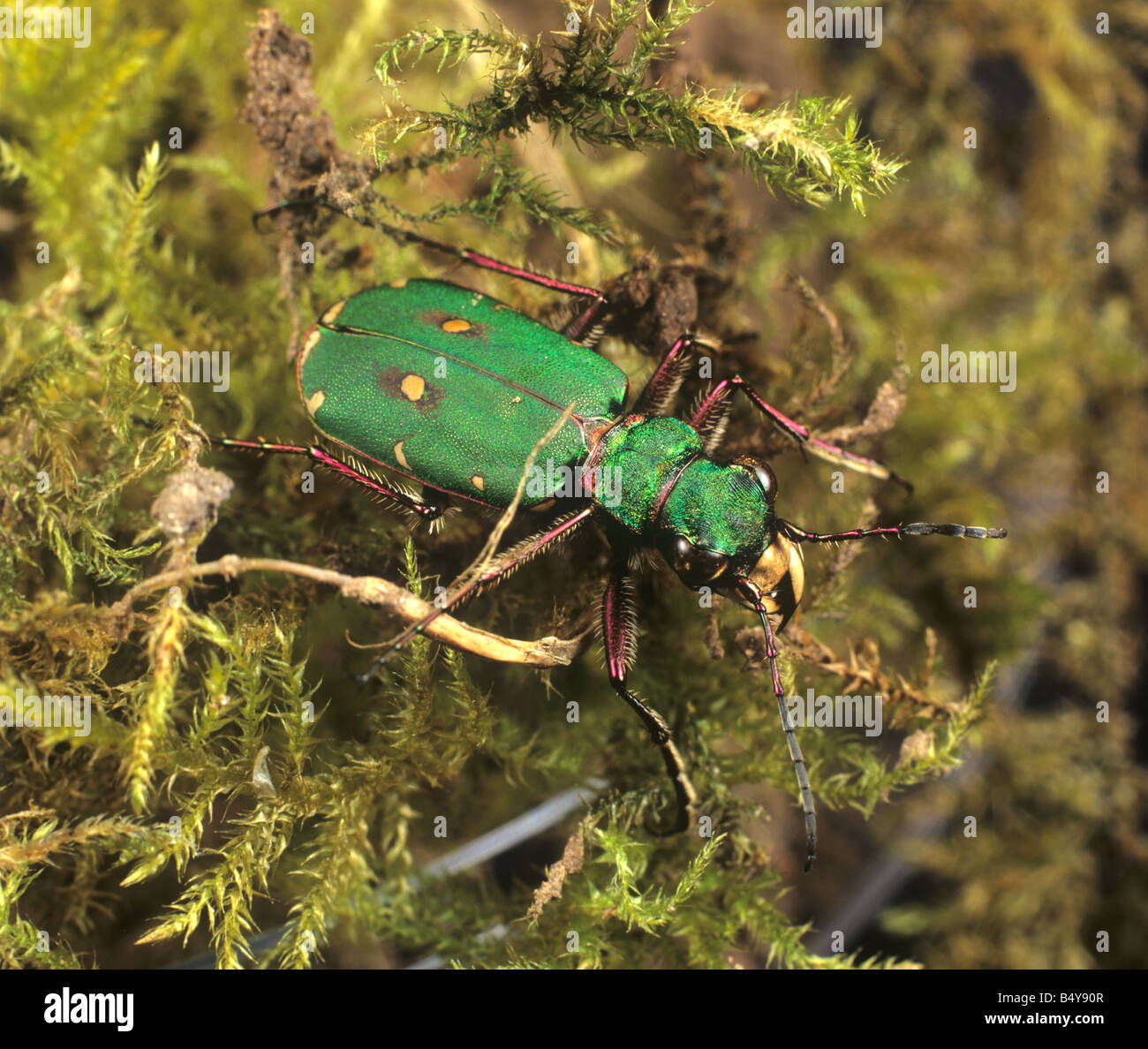 Green tiger beetle Cicindela campestris on moss Stock Photo