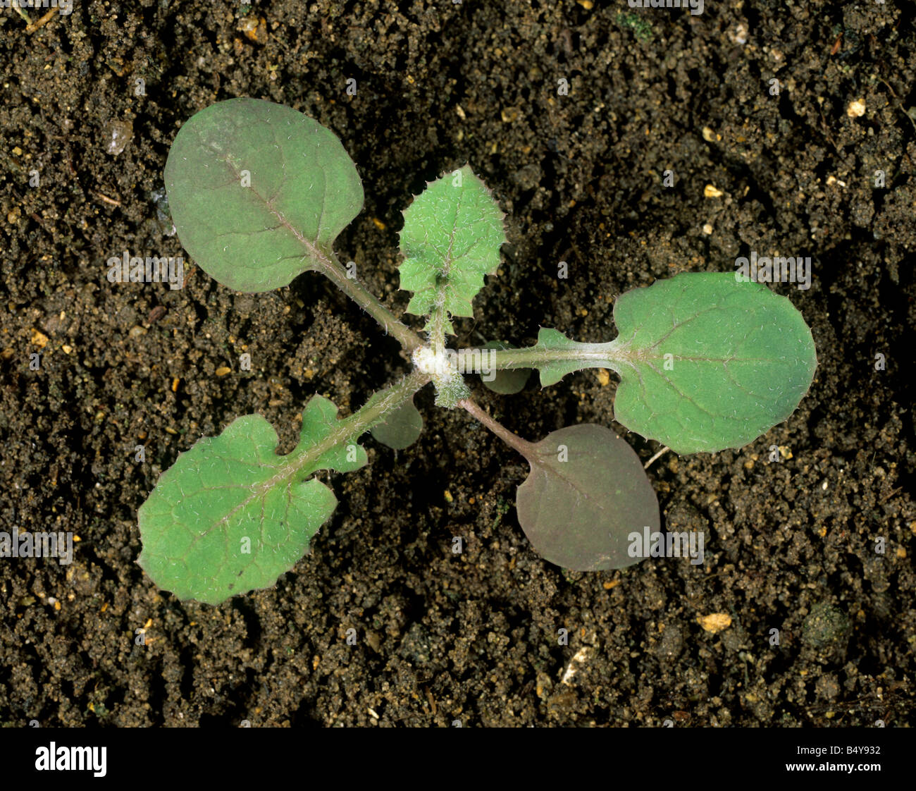 Smooth sow thistle Sonchus oleraceous seedling with cotyledons and four true leaves Stock Photo
