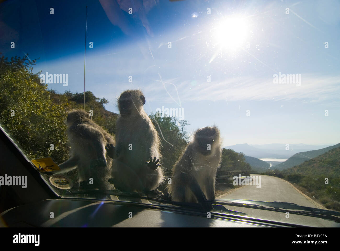 Monkeys, Valley of Desolation, Graaf Reinet, Eastern Cape, South Africa Stock Photo