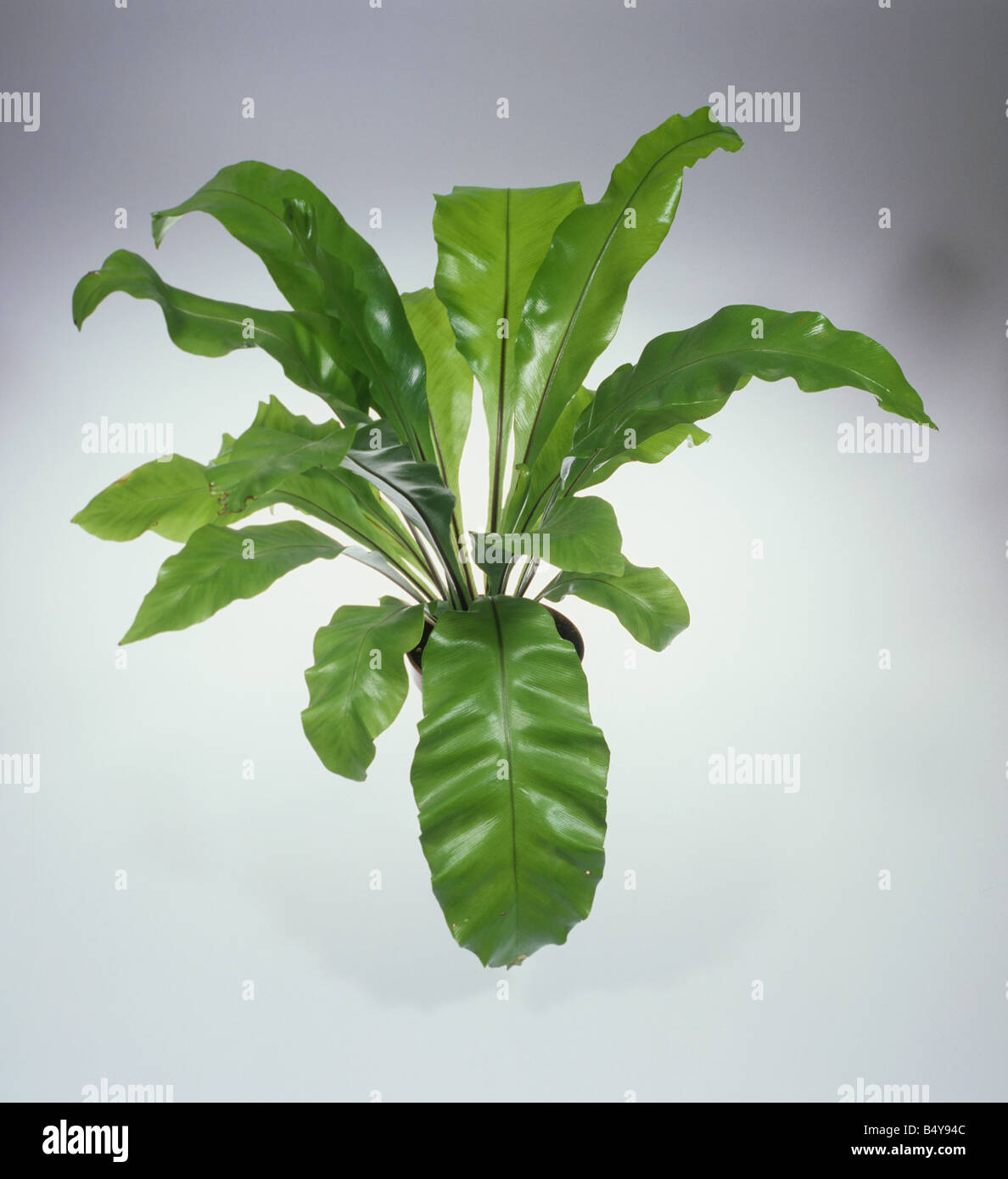 Birds Nest Fern Asplenium nidus houseplant on a neutral background Stock Photo