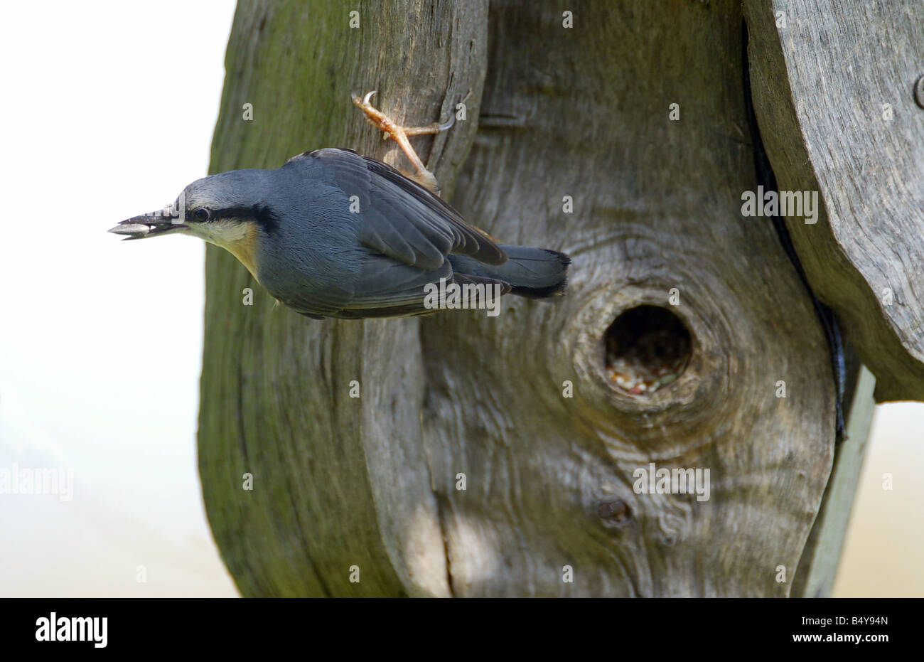 Nuthatch (Sitta eurpaoa) feeding from a feed box Stock Photo