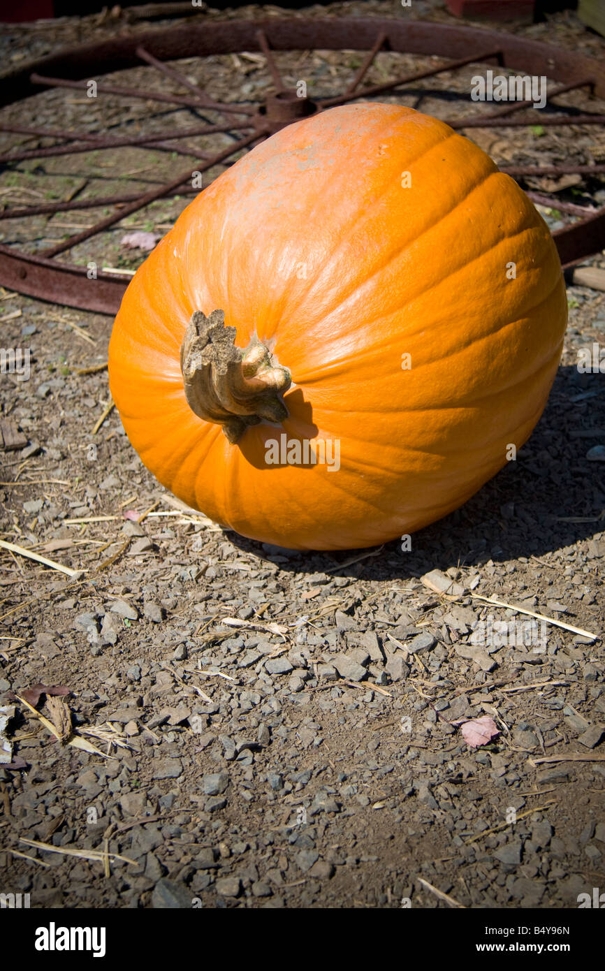 Large pumpkin lying in dirt next to an old rusty wheel Stock Photo