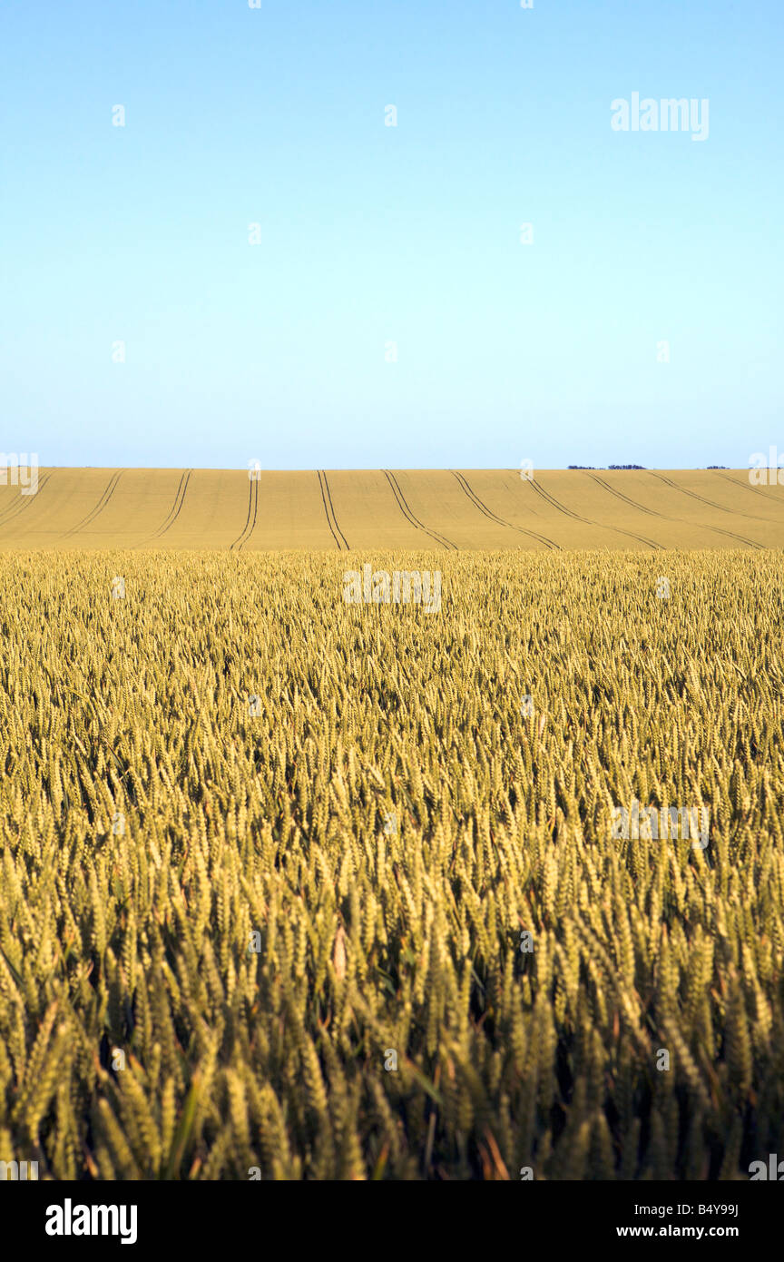 agricultural land in East Sussex Stock Photo Alamy