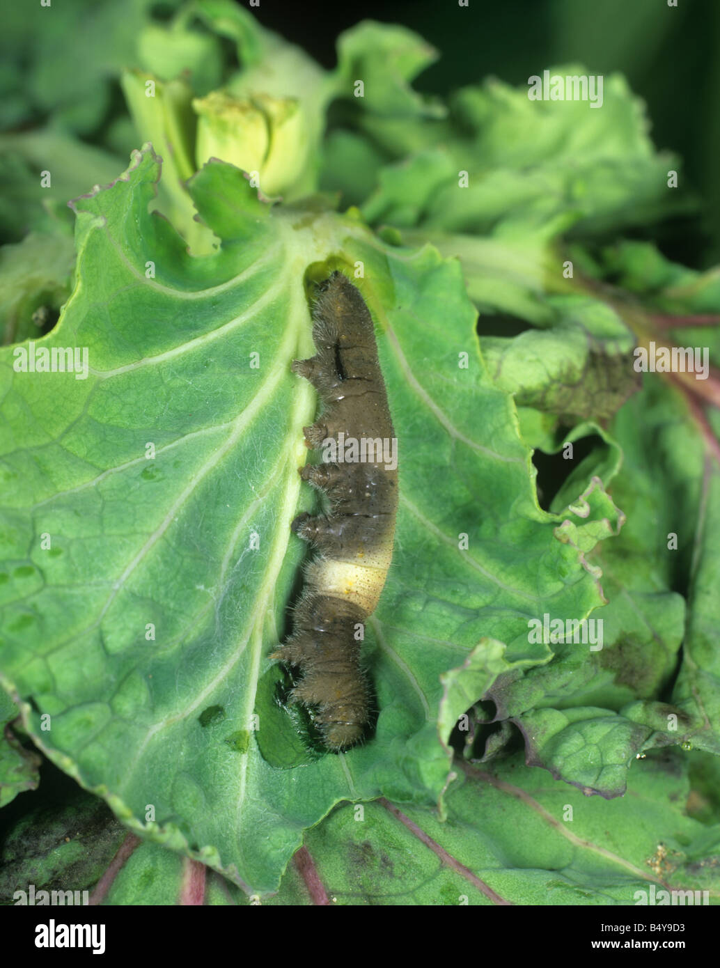 PrGV Pieris rapae granulovirus dead infected small white butterfly