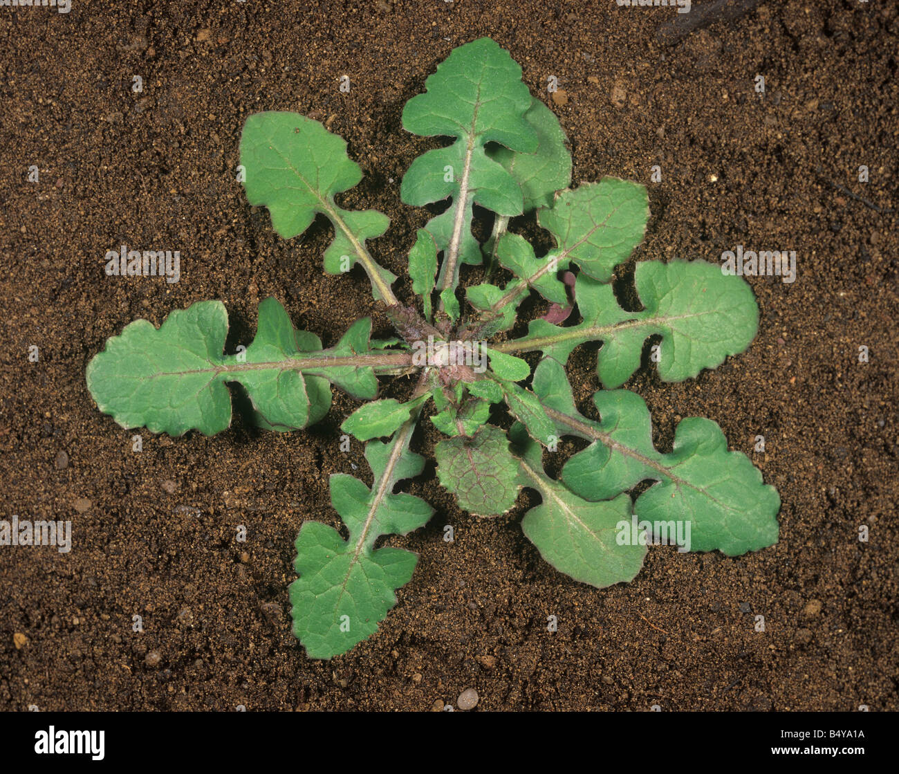 Smooth sow thistle Sonchus oleraceus young plant leaf rosette Stock Photo