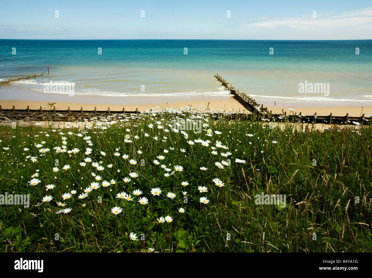 Daisies growing on cliffs above Overstrand beach Stock Photo