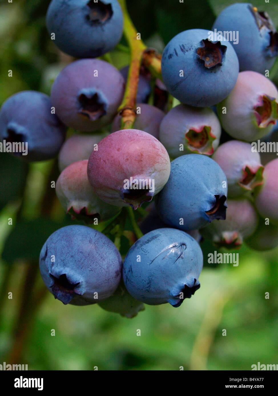 highbush blueberries Stock Photo - Alamy