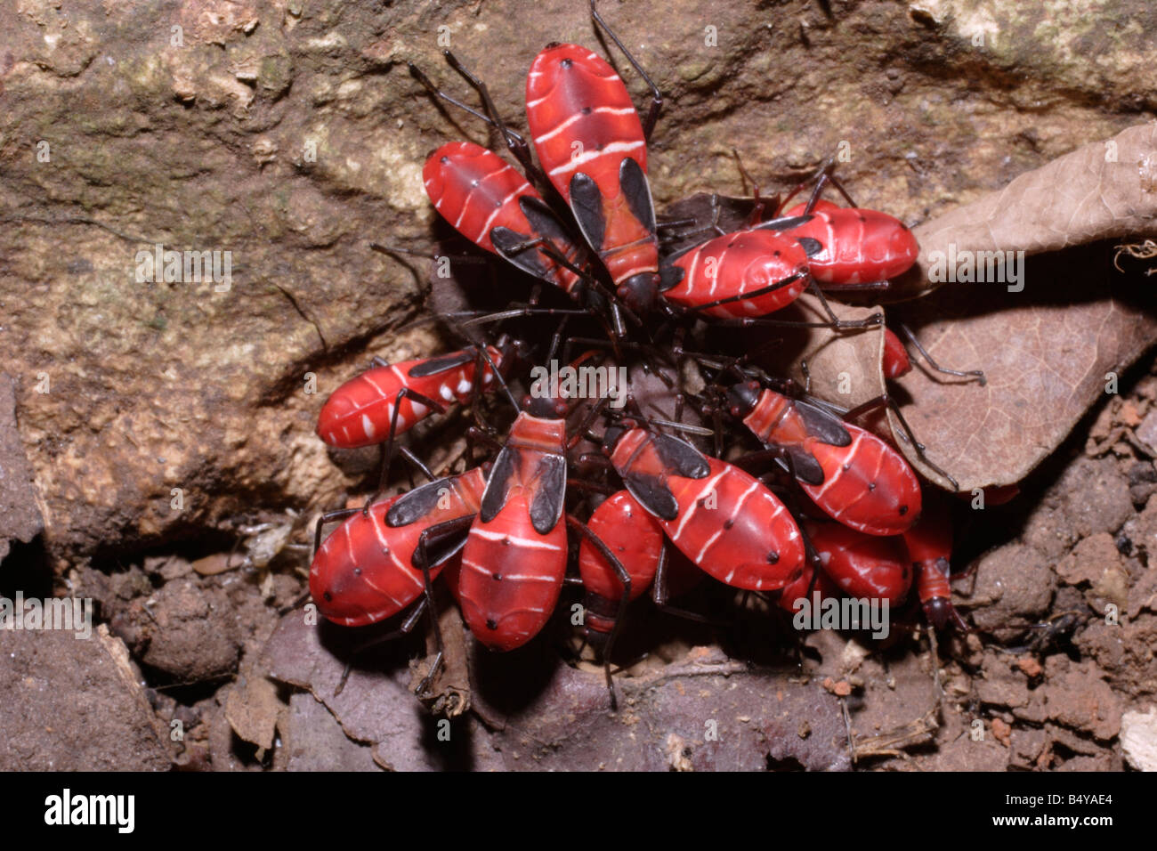 Cottonstainer bug nymphs (Dysdercus sp : Pyrrhocoridae) feeding on a tree seed in rainforest, Ghana. Stock Photo
