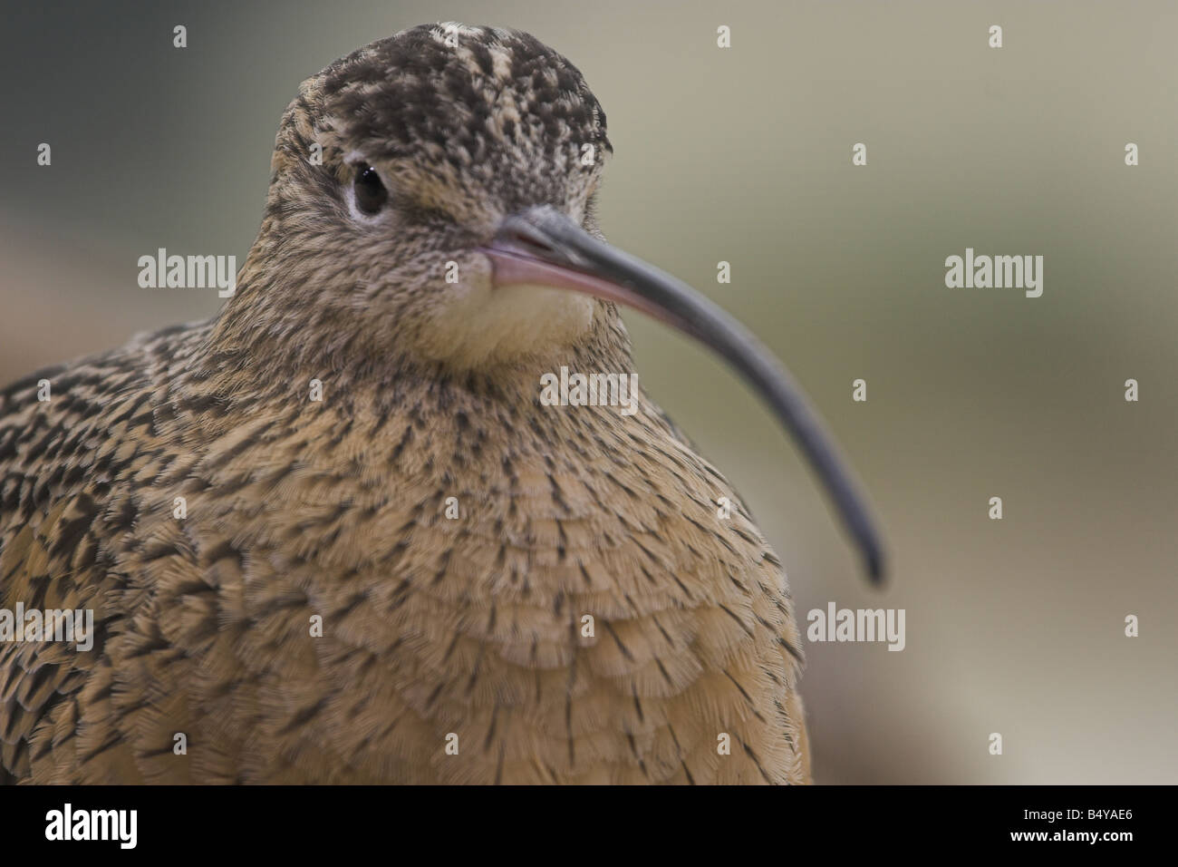 Long Billed Curlew Stock Photo