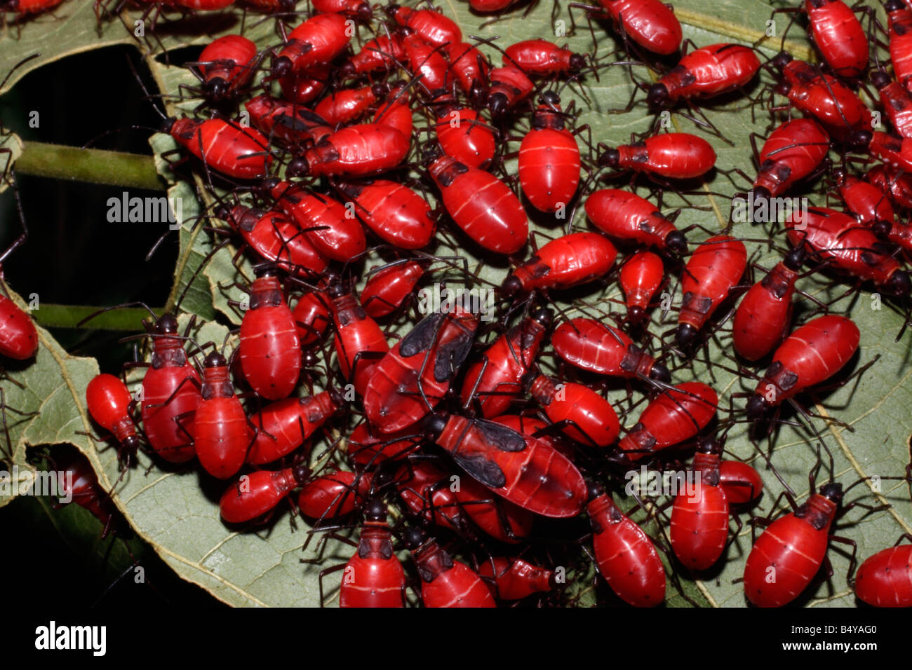 Cottonstainer bug nymphs Dysdercus sp Pyrrhocoridae in rainforest Ghana Stock Photo