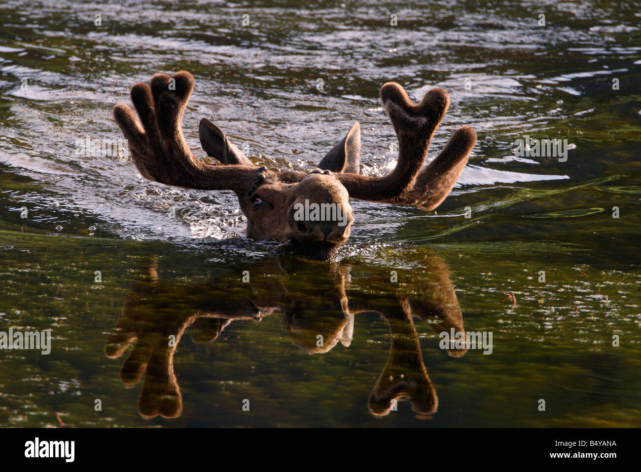 Moose Alces alces bull swimming across Floating Island Lake in Yellowstone  Park in July with head & antlers reflecting in water Stock Photo - Alamy