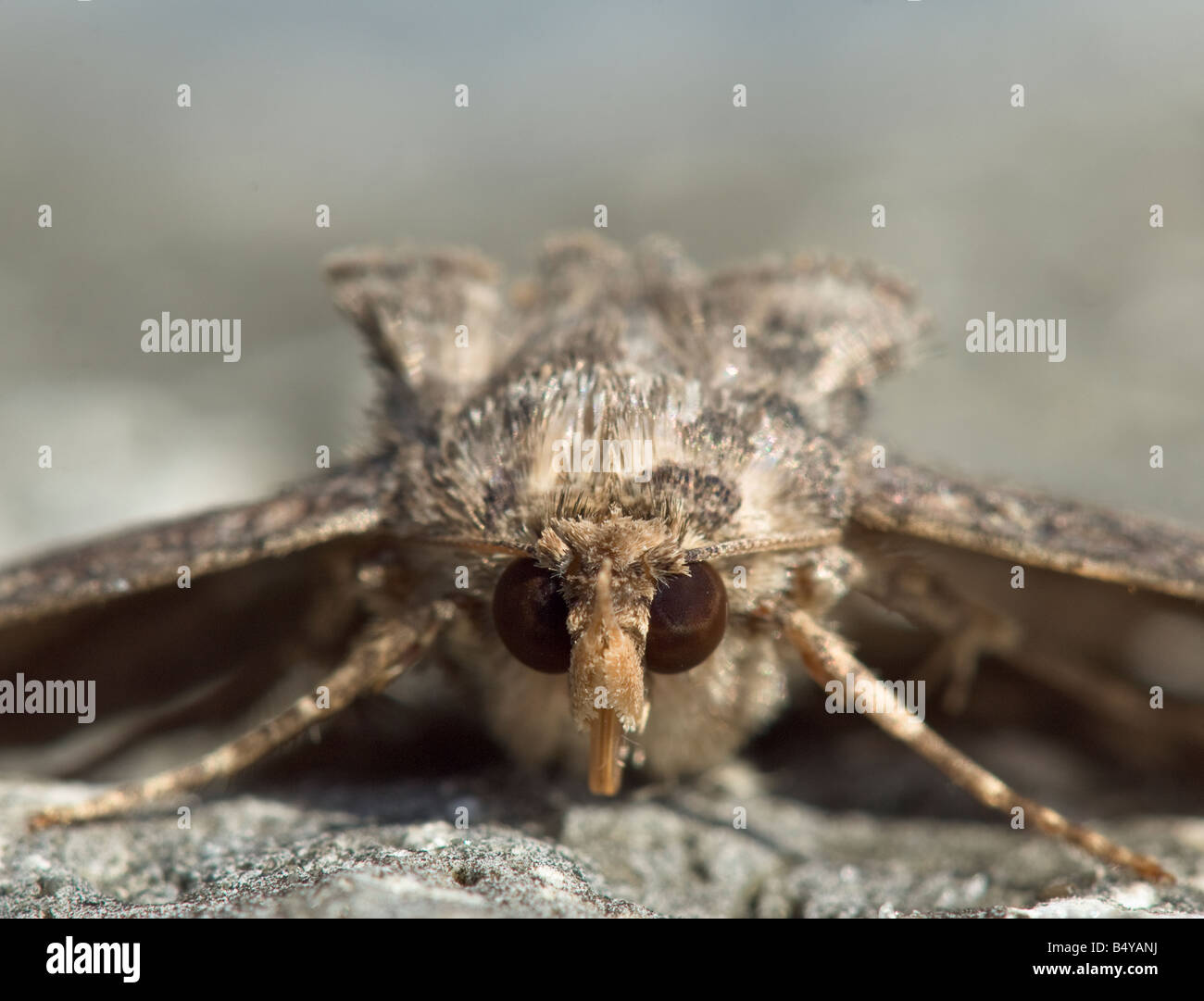 Moth Face Close Up High Resolution Stock Photography And Images Alamy