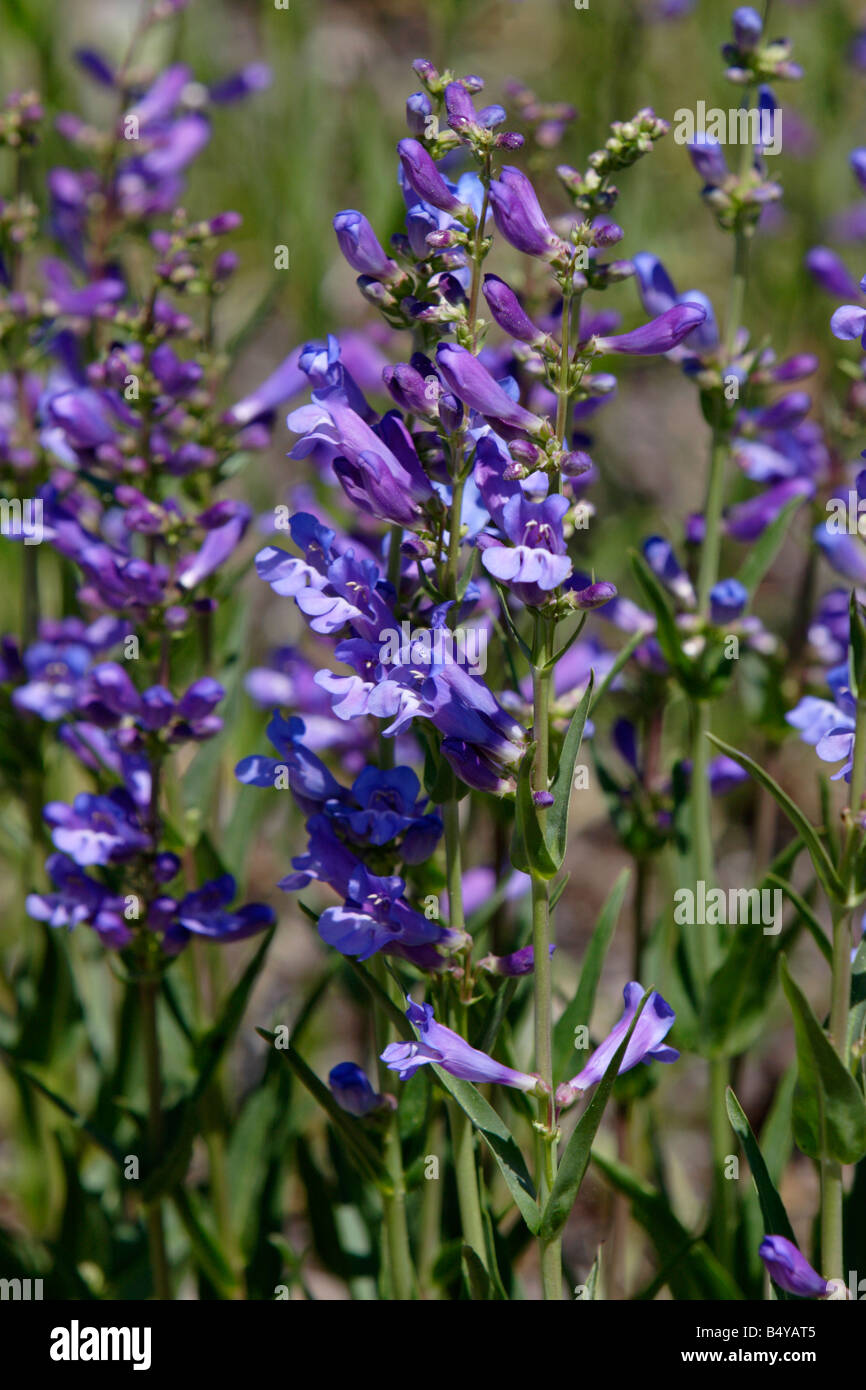 Blue Penstemon (beard-tongue) in a meadow at Colter Bay Grand Teton in July Stock Photo