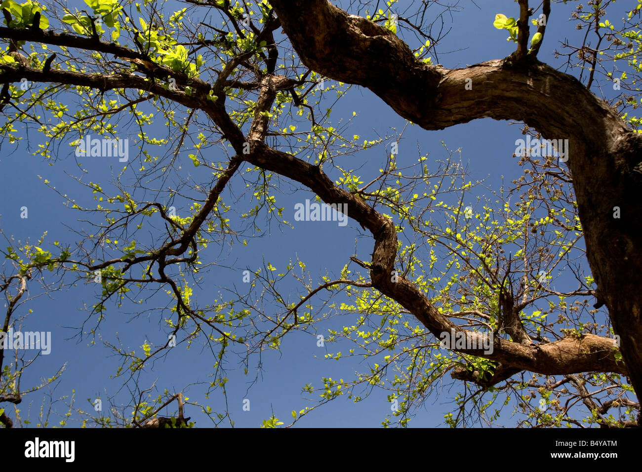 Spring season in india hires stock photography and images Alamy
