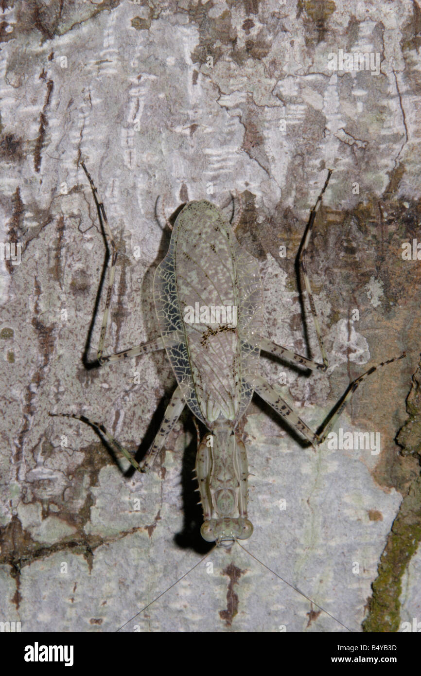 Praying mantis Dactylopteryx Phloeomantis species on a tree in rainforest Ghana Stock Photo