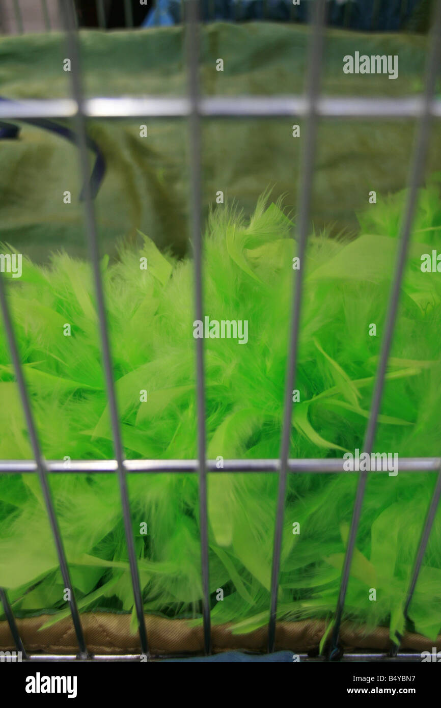 Feather bower hires stock photography and images Alamy