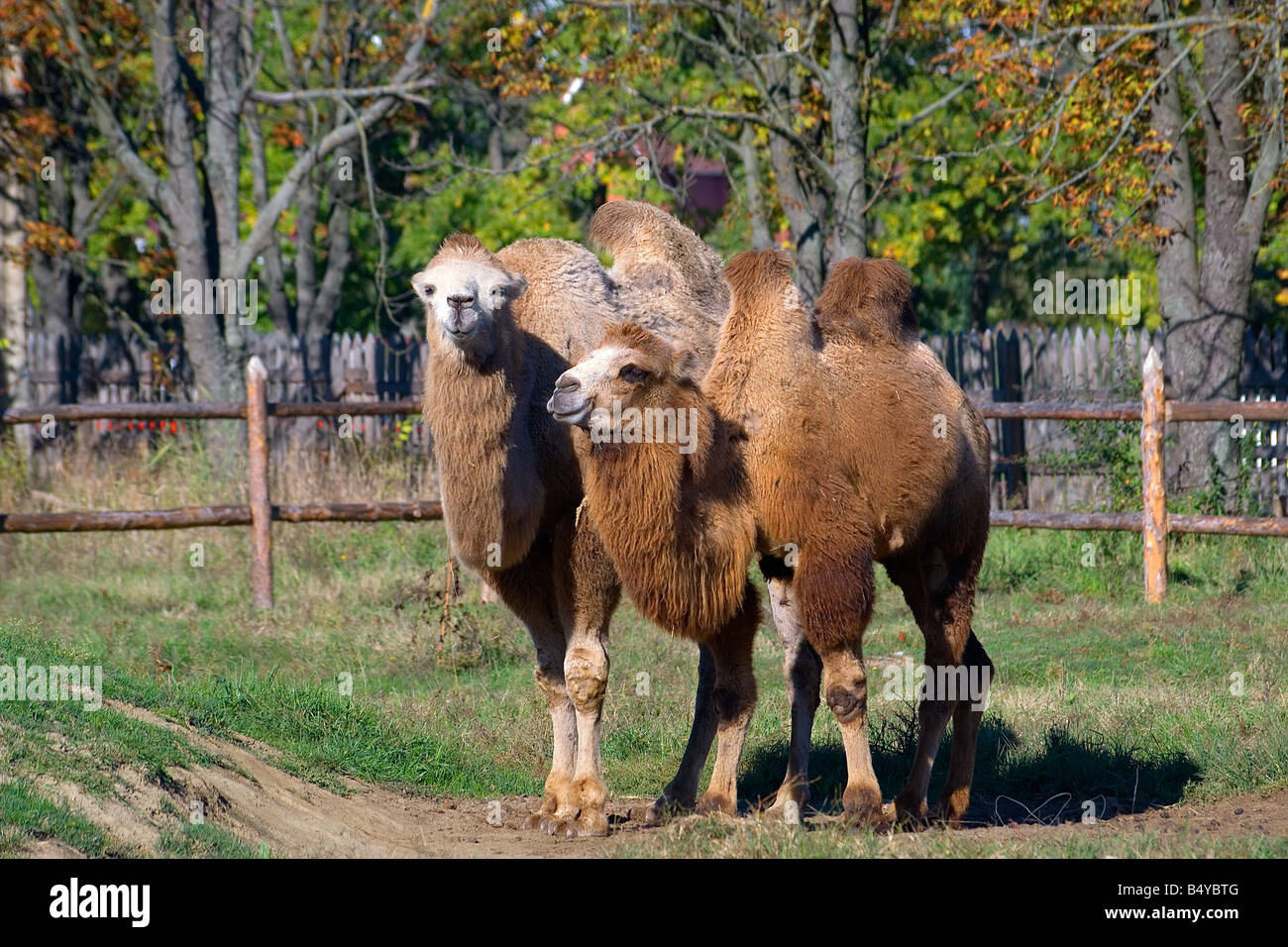 Two camels stands beside in territory of safari park Stock Photo